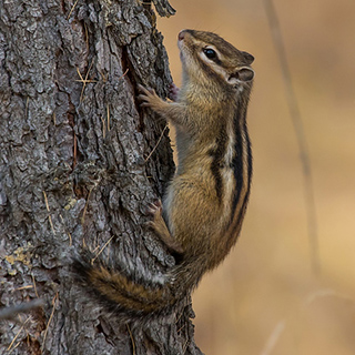 Khan Khentii - Siberian chipmunk